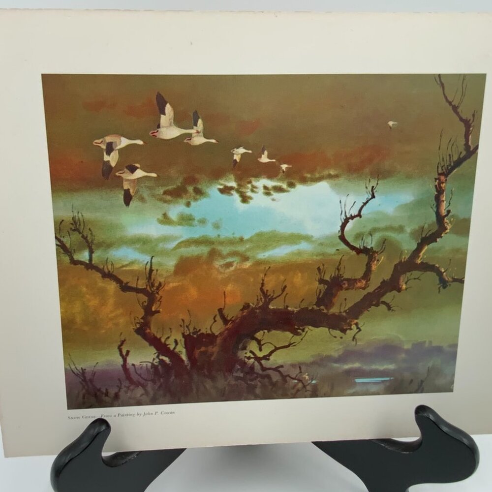 Vintage Print "Snow Geese" From a Painting by John P. Cowan 8" x 10" - Picture 1 of 7